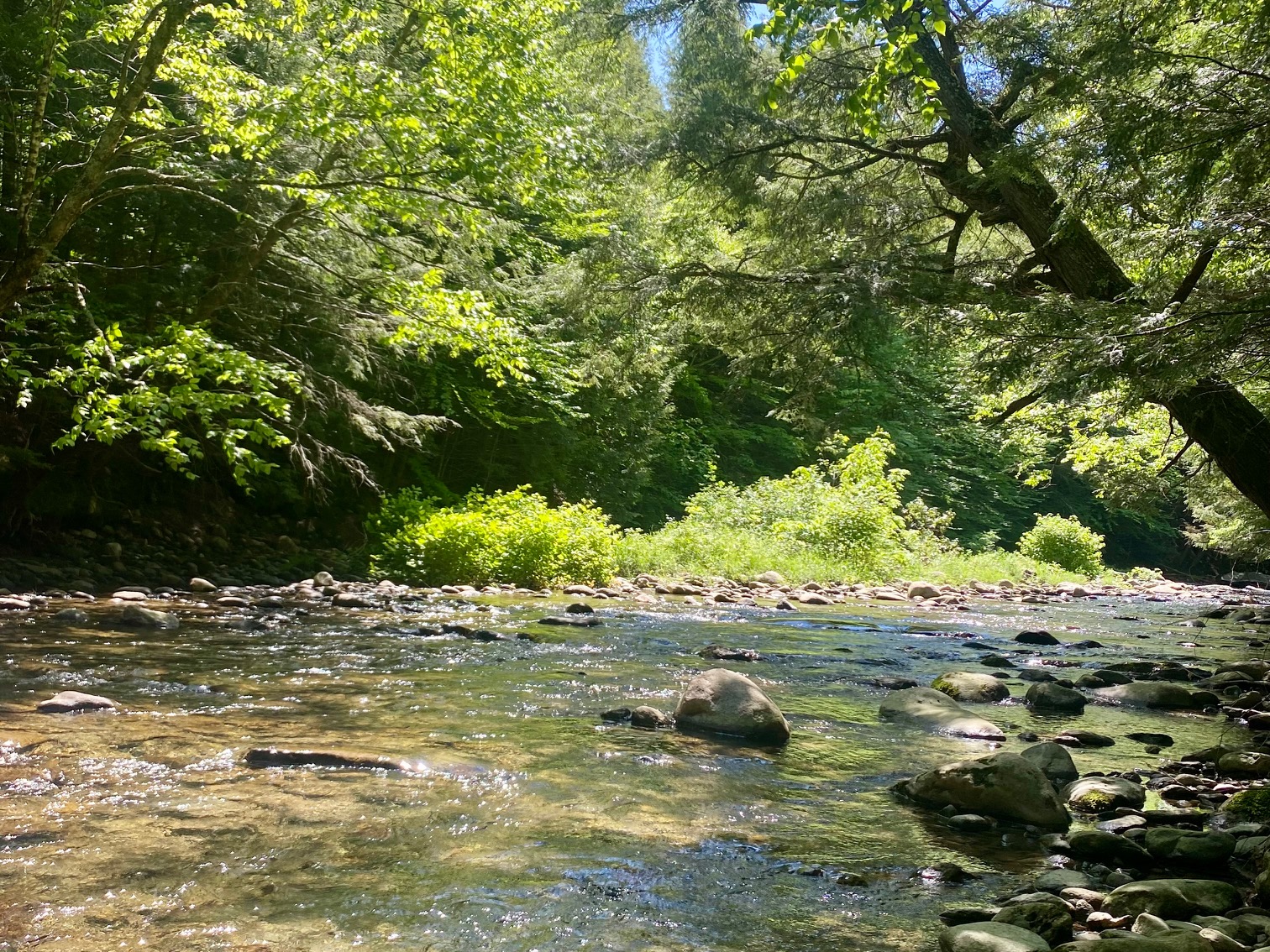 Swim and fish in the river