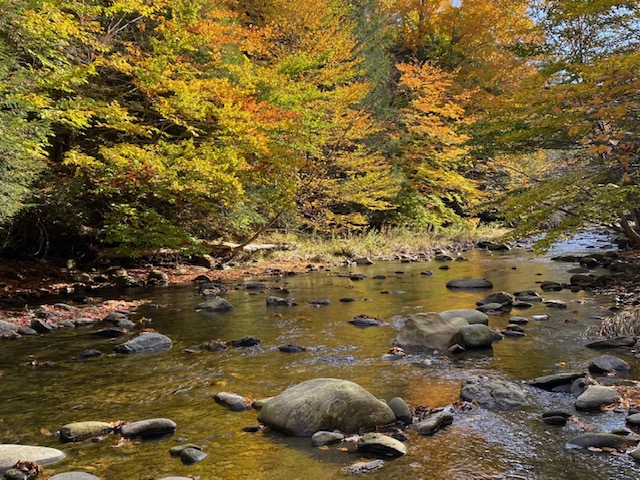 Beautiful foliage on the river in Vermont